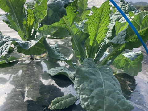 カーリーケール＆カーボロネロ各200g