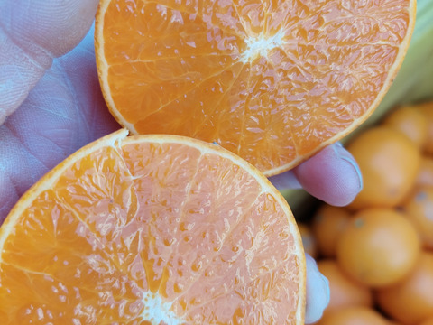 せとか【超訳あり】3kg(箱込)