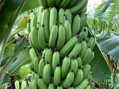 予約販売2ヶ月〔自然栽培〕バナナ6kg