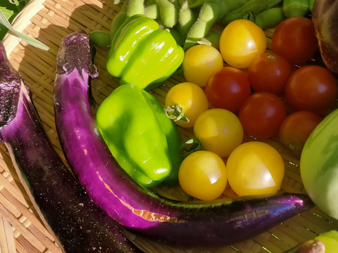 【農薬・肥料・除草剤等不使用】自然栽培☆固定種・在来種☆旬のおまかせ野菜セット8種以上