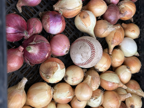 ペコロス玉ねぎ4kg農薬化学肥料不使用