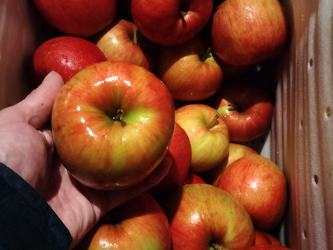 【ジュース加工用】☆化学農薬不使用☆りんご3キロ【品種おまかせ】