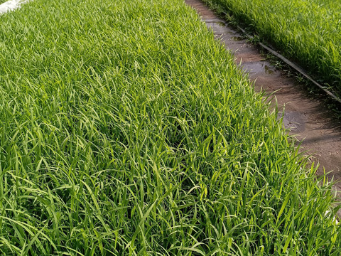 自然栽培（農薬・有機化学肥料不使用）のお米！ 白米５kg　令和５年産