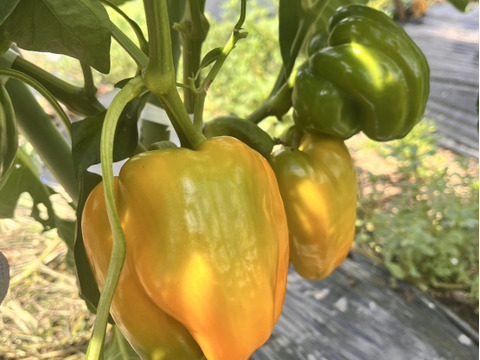 夏の終わり感じる野菜Sセット（１～３人向け）