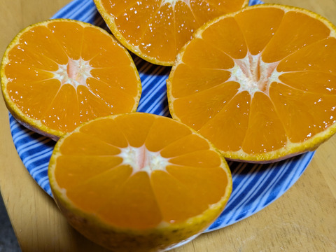 【ワケあり特価】見た目悪いけど さっぱり甘酸っぱい早生みかん2キロ【農薬不使用】