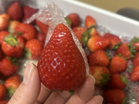 大量約4kg！とちあいか！規格外のため格安！甘くて酸味が少ない品種です！ 栃木県産とちあいか！たっぷり約4kg！規格外のため格安！甘くて酸味が
