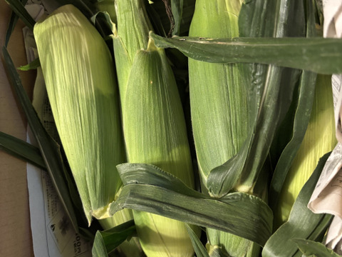 【朝どり】【プラチナコーン】『8本入り』2弾目種蒔き分の収穫が始まりました。★昨年もご好評をいただきました★白いとうもろこし★生で食べるとメロンのようにジューシー80サイズクール便