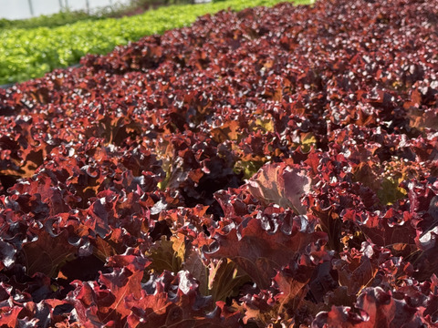 【新品種食べ比べ3種セット‼️数量限定】サラダはこのセットがあれば🆗レタスパーティーしませんか？ふわふわリーフレタス1株&フリルレタス1株　超赤強サニーレタス1株