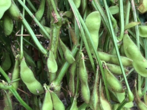 丹波産の丹波黒枝豆！早期特別割引価格！(食べチョク初出品の為)【枝付き】 750g×2袋　農薬/化学肥料/除草剤不使用、真心こめて育てました！今だけの特別な味をぜひ『10月中旬より発送』『数量限定』