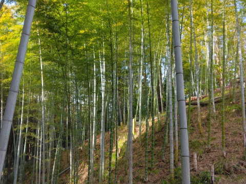 千早赤阪村産「朝掘り極上たけのこ」当日仕込み・真空水煮パック