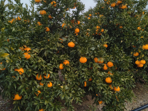 春の風香る　プリップリのはるみみかん　10k