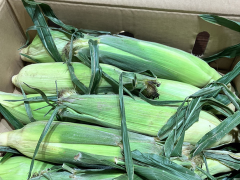 【福袋2025】ゴールドラッシュとドルチェドリーム　5本ずつ（計10本）