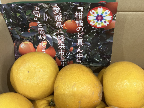 【家庭用】河内晩柑 7kg 爽快！！和製グレープフルーツ♡