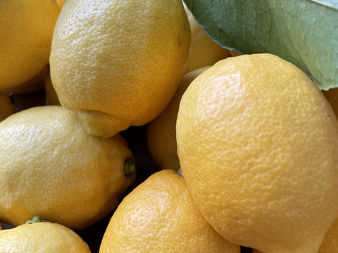 〔秀・優〕完熟イエロー果汁たっぷり！『ATAMI de LEMON®』5Kg- 爽やか芳醇- 品種お任せ