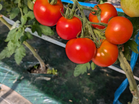 【北海道産】あまうま！食べたらクセになる中玉トマト　1.2キロ