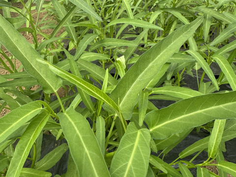 今が旬！！シャキシャキ空心菜【JIYURI エンサイ】1kg