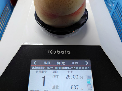 【硬い！レア品種の極晩生】★糖度15度以上★『CX（シーエックス）』　1.5kg（4-6玉）　飛騨のたからもも