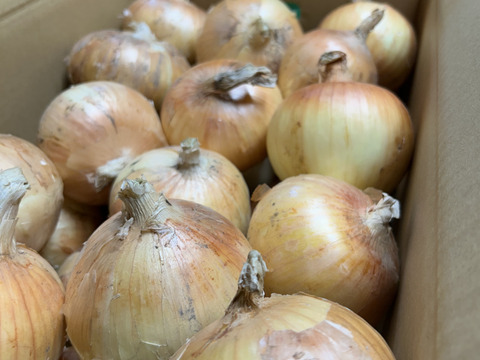 甘〜い肉厚ジューシー！サラダ玉ねぎ『サラたまさん』新玉ねぎ10kg 贈答用にも！