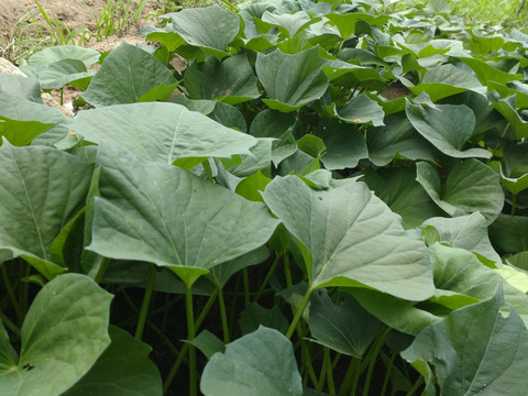 さつまいもツル/さつまいもの蔓（長さ15cm〜20cmほど、60本以上）/さつまいものつる/芋づる/※葉を取ってお届け