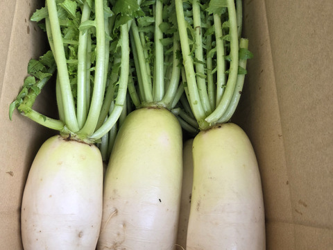 自然農法認証ミニ大根4.5キロ位