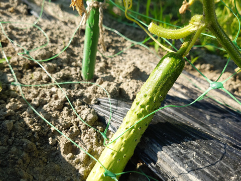 秋の自然栽培野菜LLセット7種類〜《12月、自然栽培野菜5.5kg前後80サイズ》朝採りで超新鮮［季節の固定種在来種専門農家だからできる］淡路島から初収穫固定種人参いり