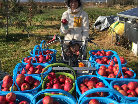 【希少品種】ピンクレディー®5kg箱｜冬の終わりに一番おいしい“大人のりんご”