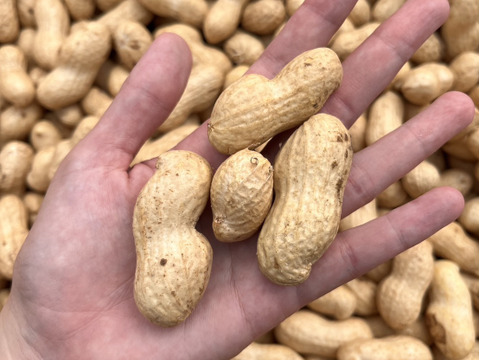 旬の味覚！遠州砂地育ちジャンボ生落花生『おおまさり』1㎏