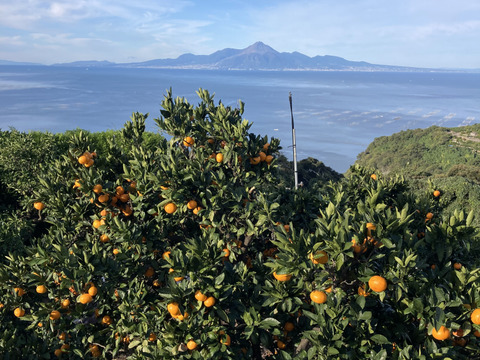 【期間限定・食べ比べ】　バラエティーセットB　（尾崎温州・小原紅早生）　３kg