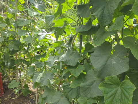 【まとめ買い用】きゅうり５本☆農薬、除草剤、化学肥料は数十年一切使用しておりません☆当農園の他の商品とまとめ買いオススメ👌🏣ゆうパック