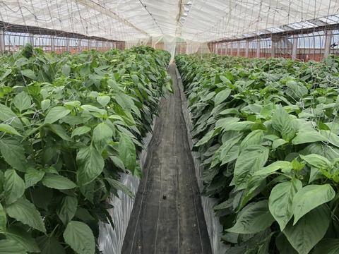 丸かじり！！お茶肥料で濃い味！完熟「和ぷりか」1ｋｇ