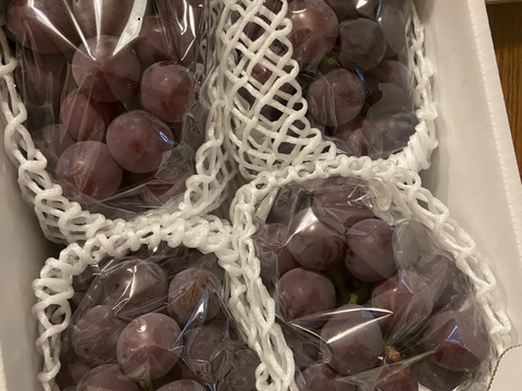 【今季最終】訳あり・ピオーネ🍇  約1.8kg【岡山県産】種なしぶどう【ニューピオーネ】