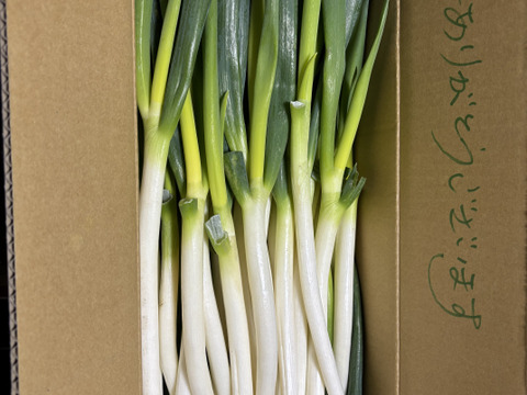 外身より中身に気づくは、粋の極み！規格外　Mサイズ（40本）