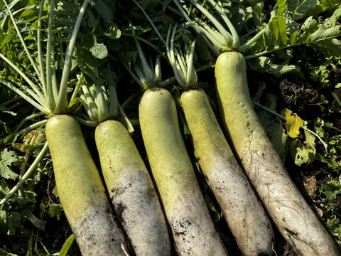 【自然栽培】切り干し大根(宮重大根)200gチャック袋入り