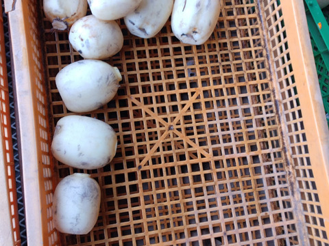 夏　節毎　れんこん　4キロ　　♯蓮根　♯レンコン