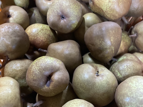 超農薬削減栽培6回のみ　訳あり小玉丸かじりラフランス 箱込4キロバラ詰め！　安心安全に丸かじり！