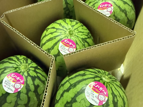 最初に実る特別な甘さのご褒美スイカ｜すいか・ピノガール2玉