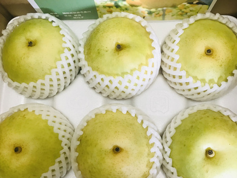 【とにかくシャキシャキ‼️】ゴールド二十世紀梨①✨️二十世紀ゆずりの爽やかな甘みとシャキシャキジューシー💦日持ち良し‼️贈答用約2.2kg(5~7個)✨️8月下旬からの発送