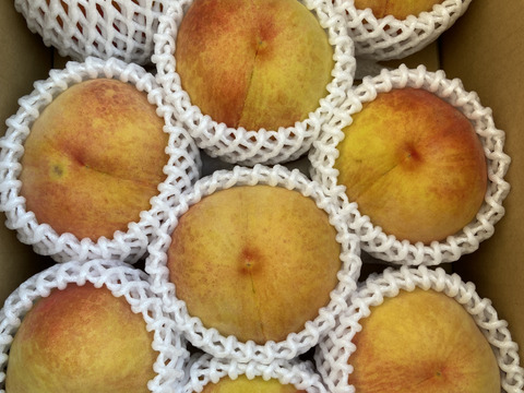 果汁たっぷり！信州産桃  品種おまかせ 2kg（5～8個）