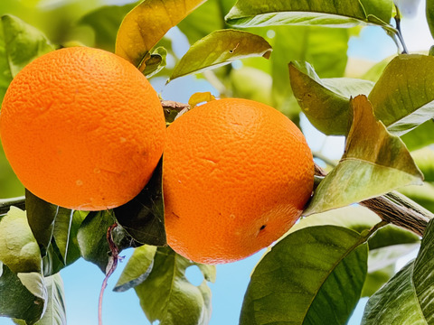 きれいな八朔！小さめサイズ5kg