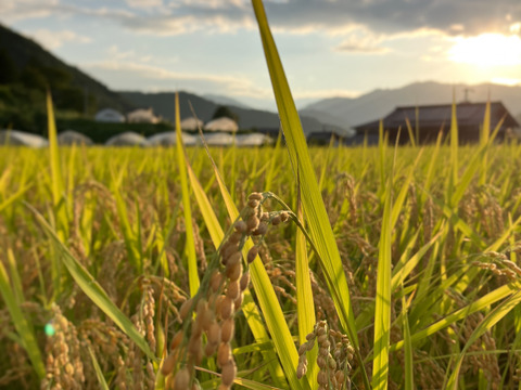 【有機JAS】飛騨産大玉トマト2キロ箱
今年もやっぱり丸かじり！麗月