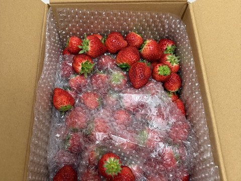 【加工用いちご】甘味と酸味のバランスが最高！ ❝おいCベリー❞（約1.6kg）