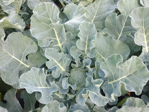 淡路島　ブロッコリー5株