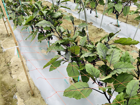 朝採り！千両茄子。（⒈3キロ・14本前後・ご家庭）