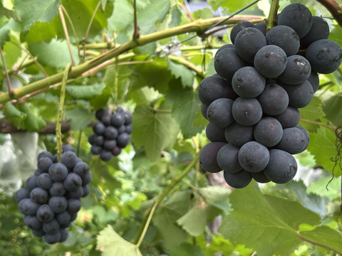 長パ①【先行予約受付中】岡山産・長野パープル（家庭用・若木小粒）6房〜7房　数量限定