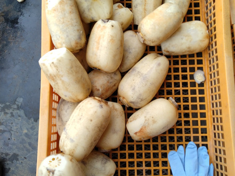 夏　節毎　れんこん　4キロ　　♯蓮根　♯レンコン