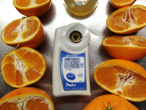 希少品種　爽やかな香り　はれひめ　加工品用　箱込み9Ｋ