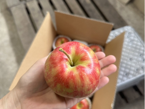 【人気品種】サンジョナゴールド🍎約3キロ 8〜11玉《家庭用》ID164802