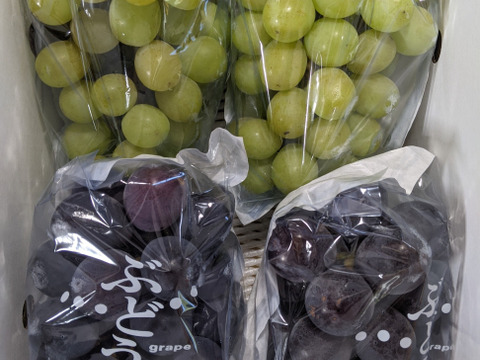 シャインマスカットとピオーネ