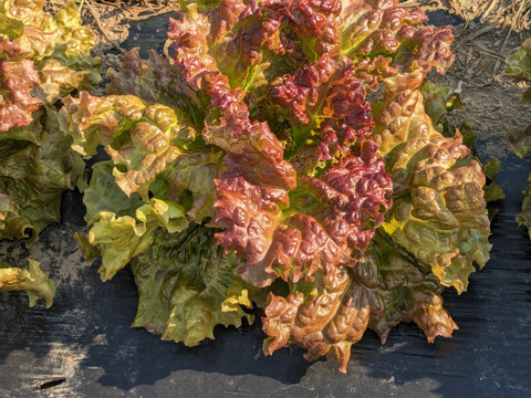 サニーレタス12個入り【農薬未使用・化学肥料未使用・除草剤未使用】