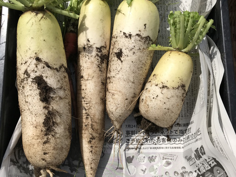 自然栽培ひかりのたねの大根3キロ(青首大根2本、源助大根2〜3本)